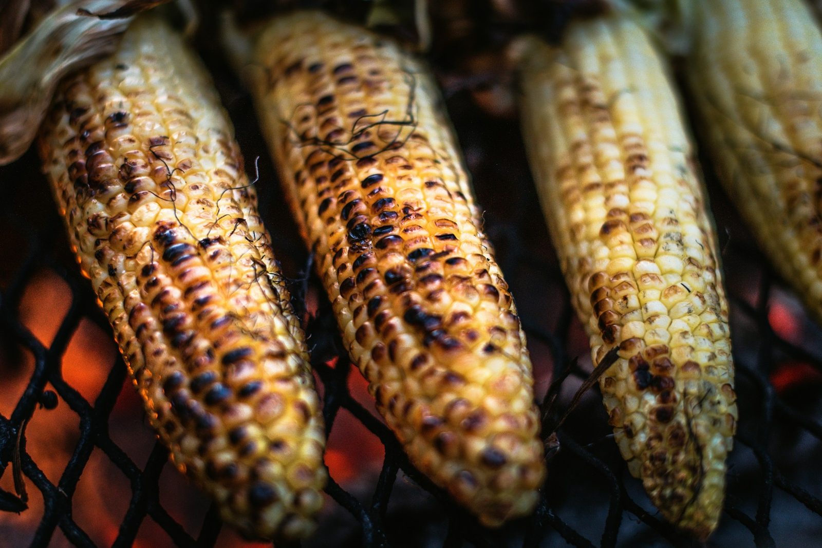 Ears of corn blackened on a grill