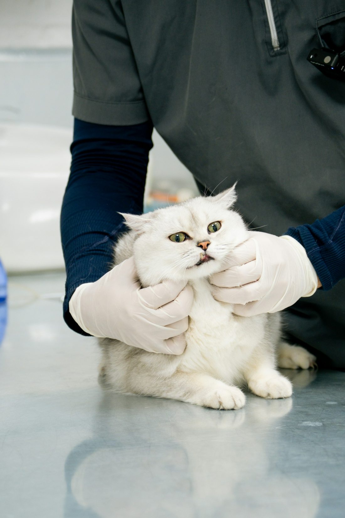 Gloved hands gently checking a white cat's face on an exam table