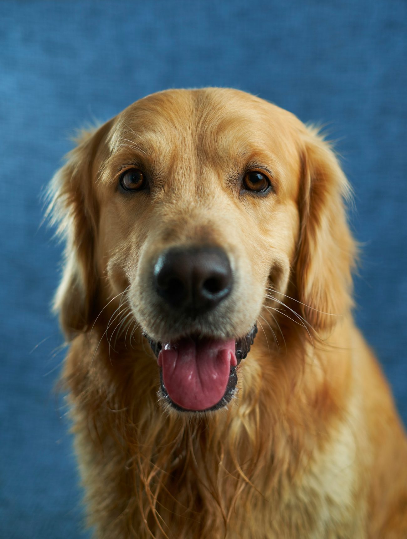 A golden retriever looking straight at the camera, mouth open, against a blue backdrop