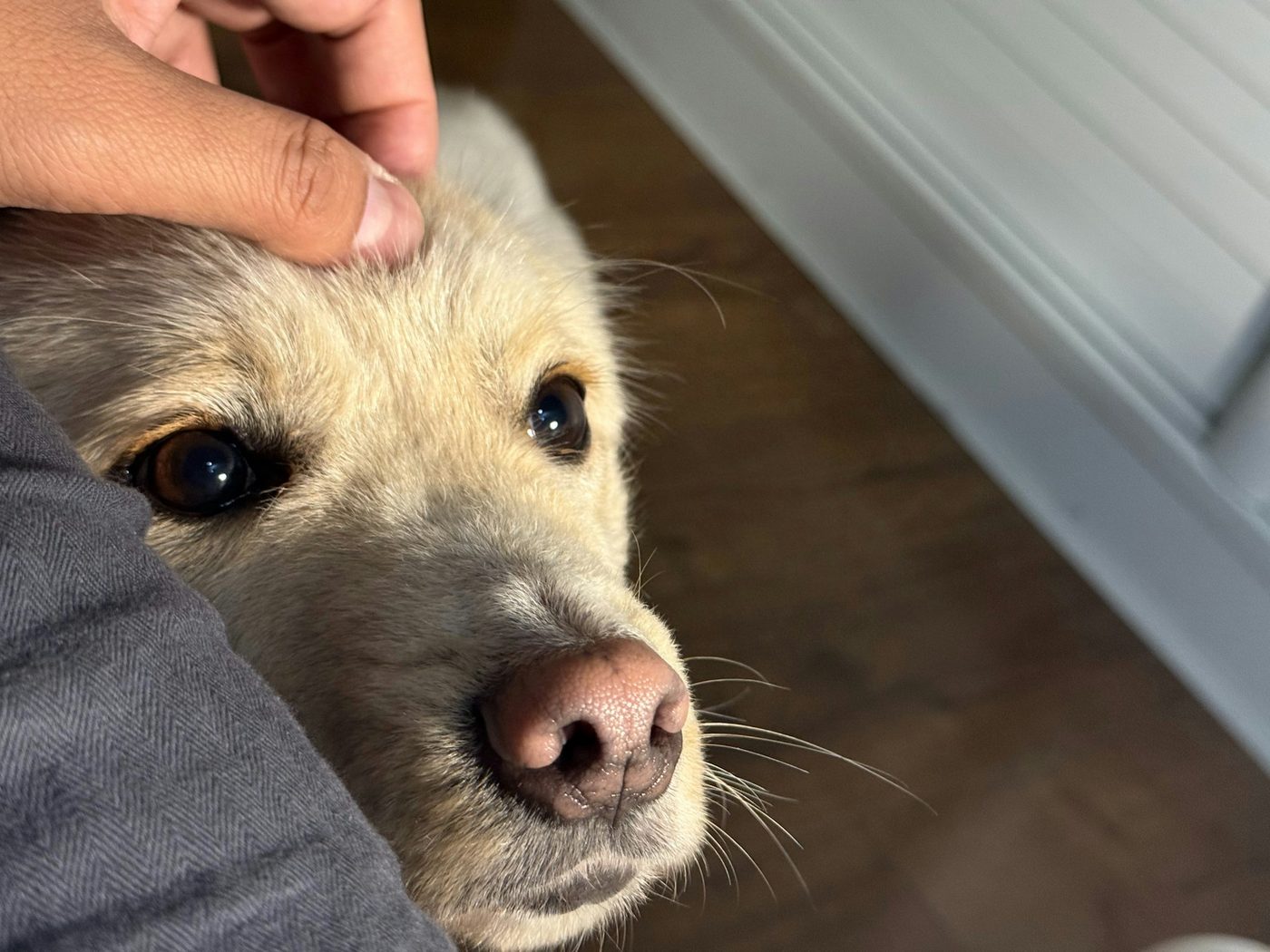 A hand patting a pale dog on the head