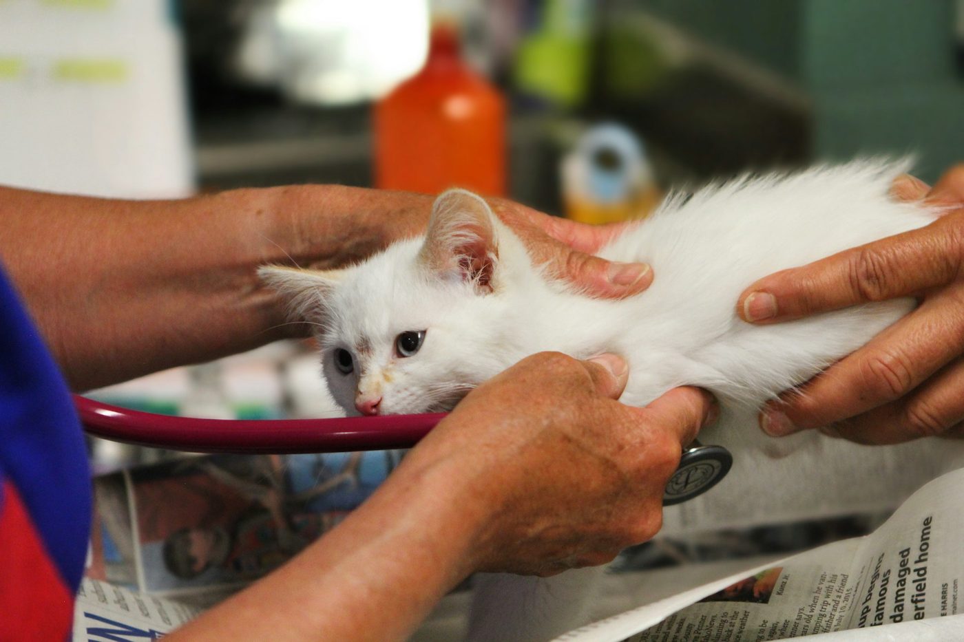 Hands holding a white kitten during a check-up