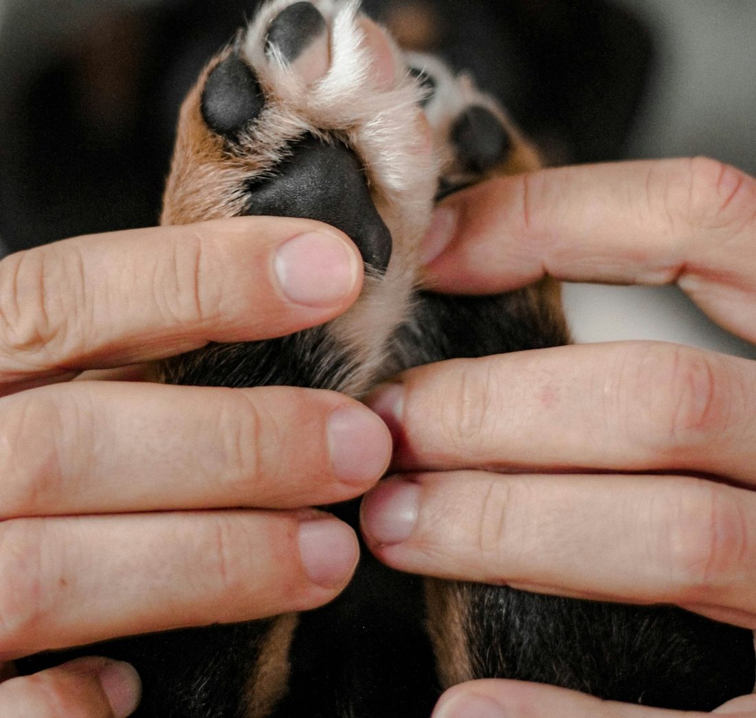 Two hands holding a small dog's paw