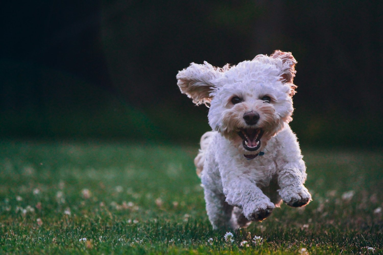A small white puppy running across the grass