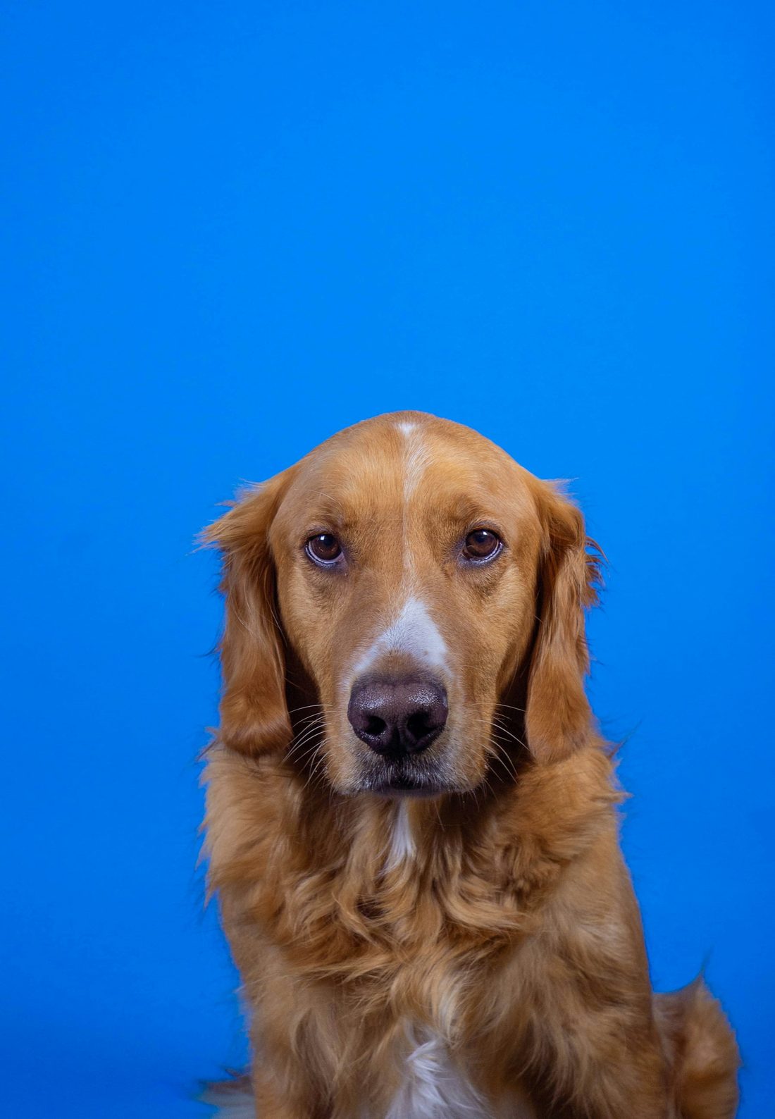 A red retriever sitting against a bright blue wall