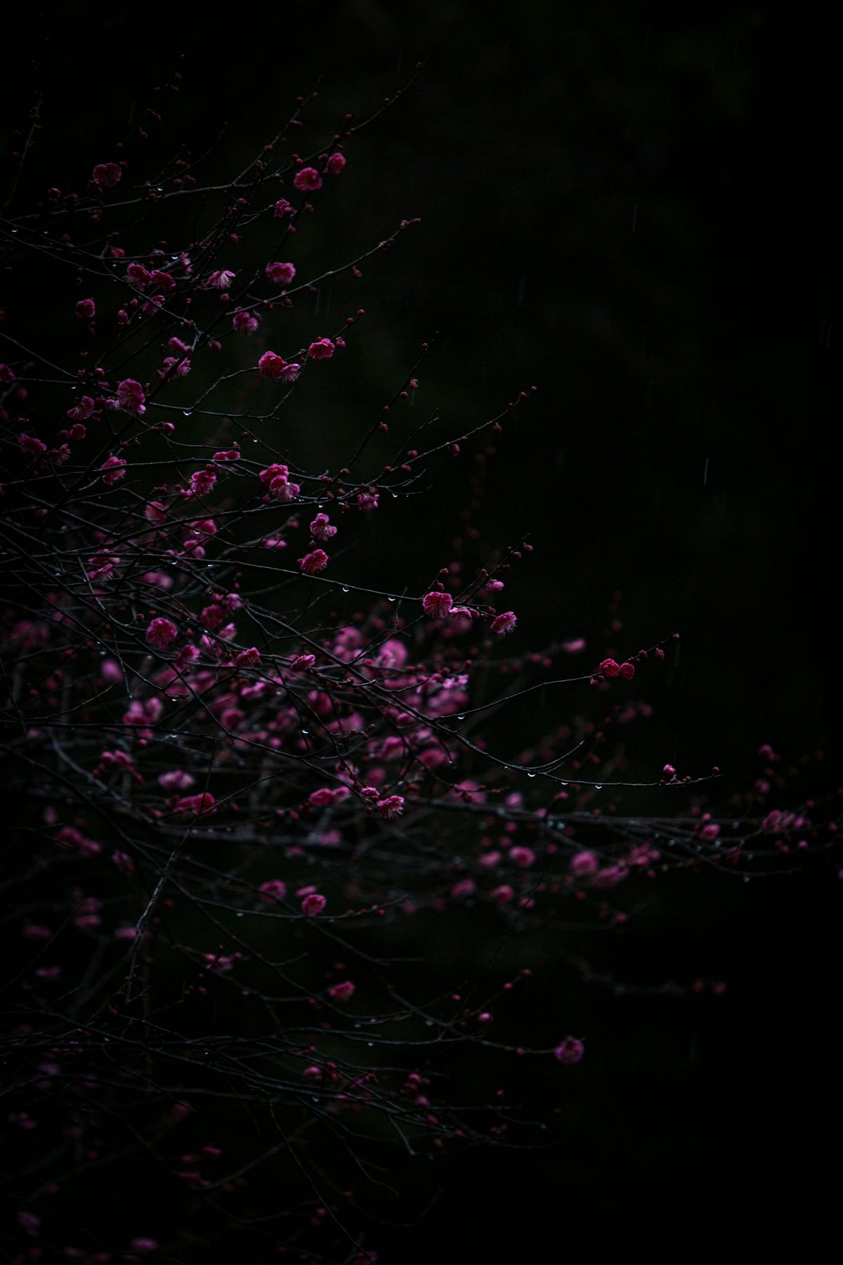 A branch of dark plum blossom against a black background