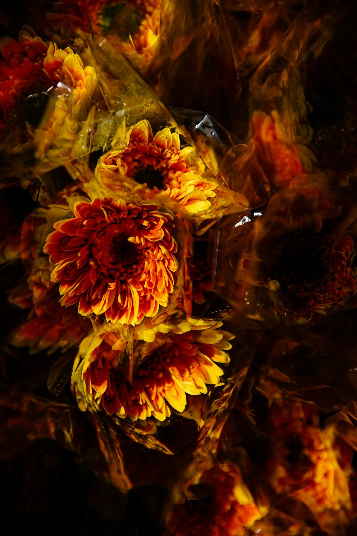 Copper and gold chrysanthemums in low light