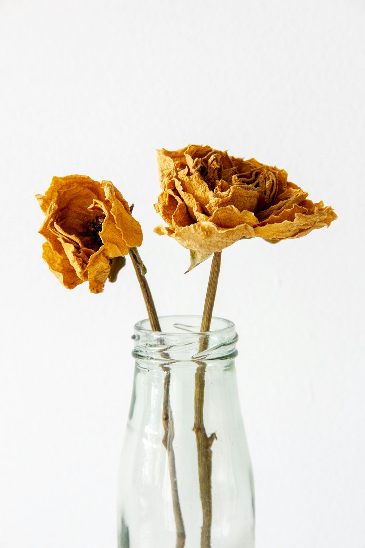 Two dried roses in a clear glass bottle