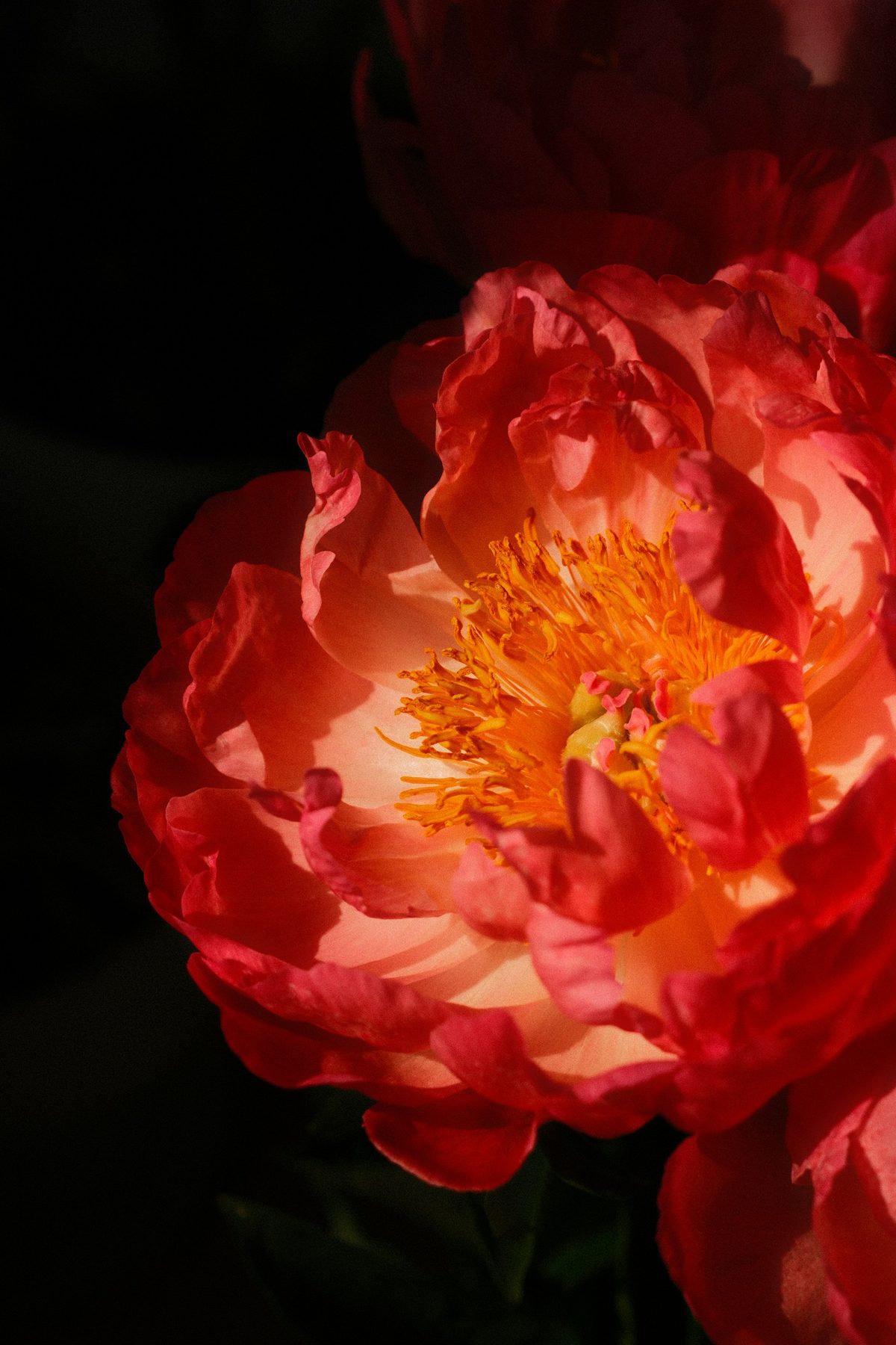 A coral peony, fully open, against a dark background